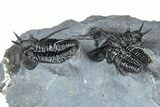 Impressive Cyphaspis Trilobite Cluster - Mrakib, Morocco #365711-4